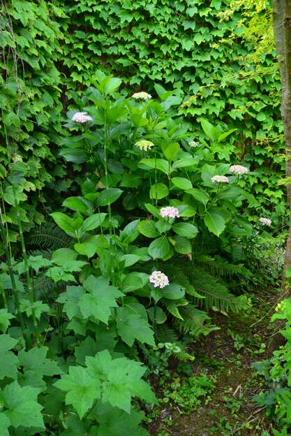 Hydrangea macrophylla 'Ayesha' 2025 06