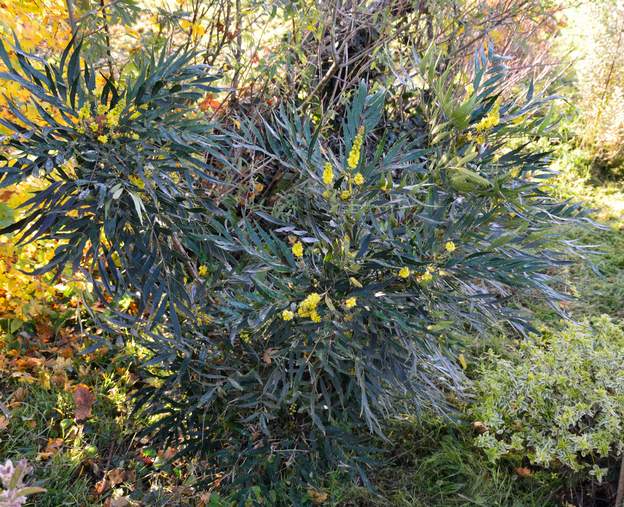 Mahonia eurybracteata 'Sweet Winter' 2019 12