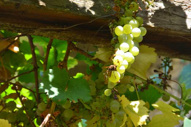 Chasselas 2026 08 la vigne s'est étendue peu à peu sur plusieurs mètres jusqu'au bord est de la pergola. Là elle est au soleil et a fait plein de raisin que les frelons et autres...