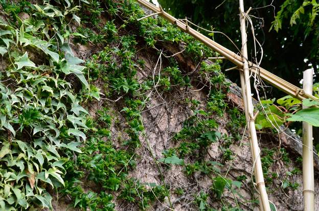 Parthenocissus tricuspidata 'Lowii' 2019 06 Cette vigne date, elle aussi, de 93, mais contre ce mur orienté est, elle a trop chaud et sèche régulièrement. Les années où la chaleur arrive très tard, elle...