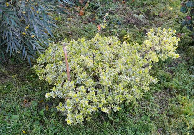 Abelia grandiflora 'Radiance' 2019 12
