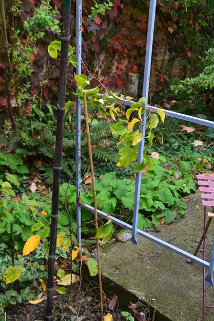 Actinidia arguta 'Kent's Red' f 2025 10 Le kiwi de Sibérie femelle. Si elle prend, on lui plantera un mâle.