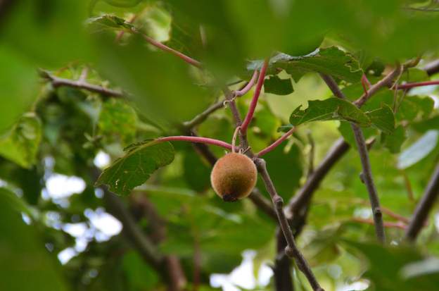 Actinidia deliciosa 'Hayward' f 2024 08 Alors ça ! le mâle est mort depuis longtemps et au bout de 15 ans, un fruit se forme. Du pollen qui vient d'où ? mystère.