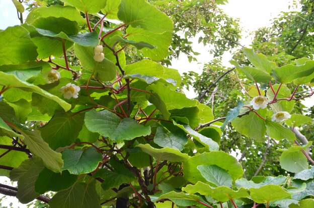 Actinidia deliciosa 'Hayward' f fleurs Enfin ! en mai 2025 nous voyons plusieurs fort jolies fleurs. Normalement il ne devrait pas y avoir de formation de fruit, mais comme l'année dernière on en a...