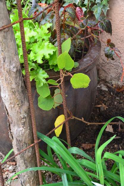 Actinidia deliciosa 'Tomuri' m 2025 10 C'est un autre cultivar de kiwi, un mâle, mais il devrait aller avec la femelle.