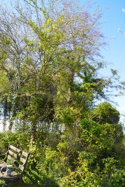 Akebia quinata 2015 une plante grimpante très vigoureuse, on la fait grimper le long d'un aulne, en coupant ce qui monte trop haut, afin d'éviter qu'elle n'étouffe le pauvre arbre....