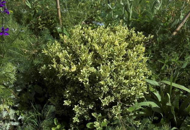 Buxus microphylla 'Golden Triumph' 2011 05a Planté dans la plate-bande plate. Franchement, la différence avec le variegata est imperceptible, même 10 ans après.
