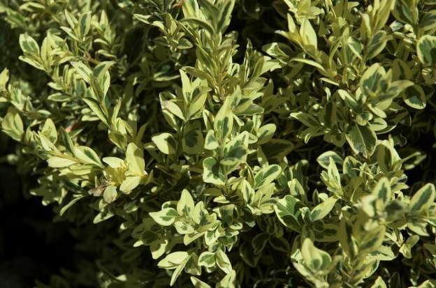 Buxus microphylla 'Golden Triumph' (feuilles)
