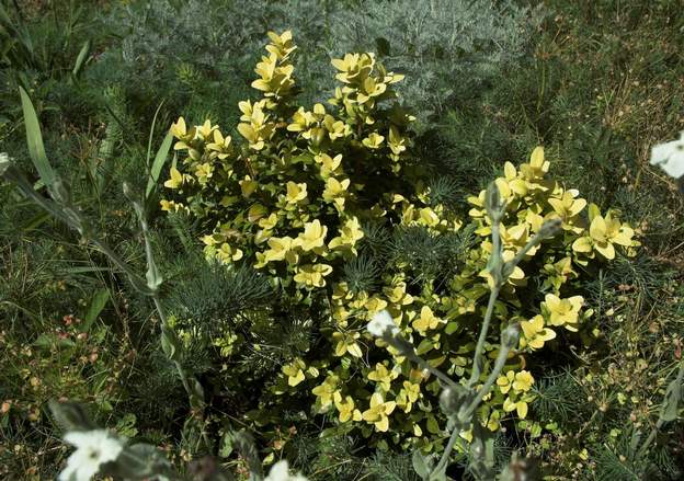 Buxus sempervirens 'Latifolia Maculata' 2011