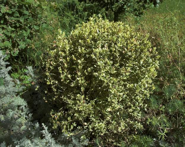 Buxus variegata 2011 05a