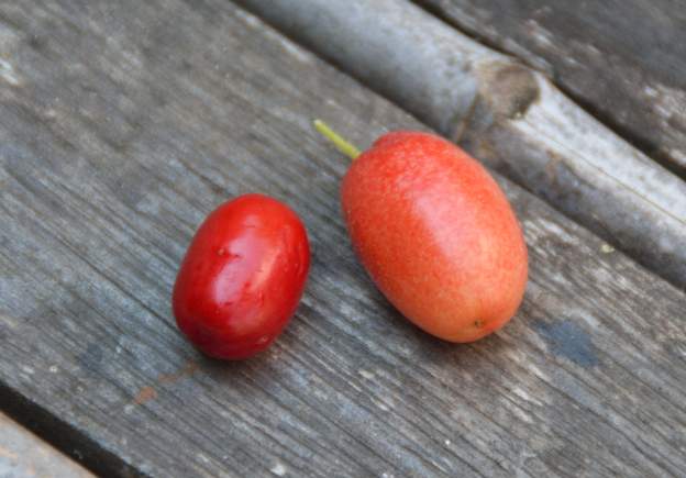 cornouille comparées Comparaison de la cornouille habituelle et celle du cultivar 'Jolico' destiné à la production de fruits.
