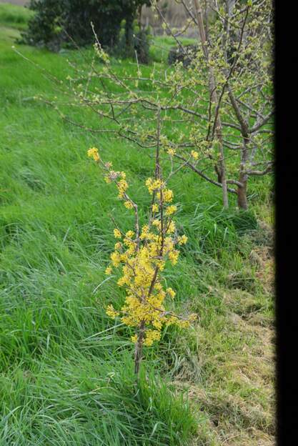 cornus mas 'Jolico' 2025 03 Peut-être destiné à produire des fruits, mais vu sa vitesse de pousse
 Je ne crois pas qu'il ait gait même un fruit.