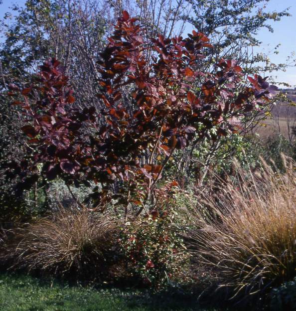 Coggygria 'Grace' 1997 10 Ce cotinus rouge est l'un des plus connu. 'Dumery Grace' est son autre nom de cultivar. Planté vers 1995 dans la plate-bande blanche. Cotinus × 'Grace' est un...