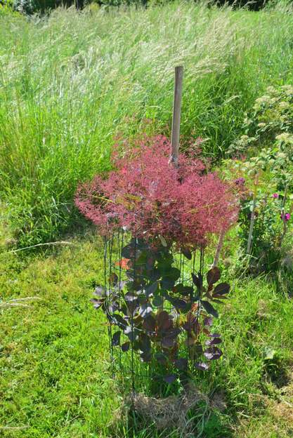 coggygria 'Enteoulet' 2023 05 (1) C'est un hybride né chez Renée Boy-Faget. Alors on l'a appellé du nom de son jardin.
