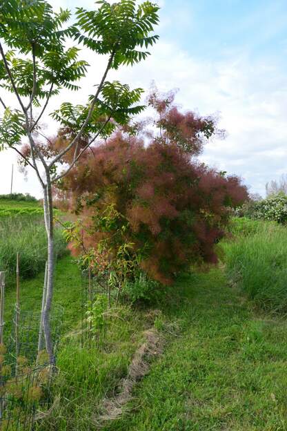 coggygria 'Flame' 2026 05
