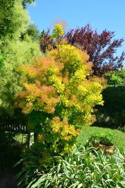 coggygria 'Golden Spirit' 2025 05 Il grandit peu parce que le soleil abime les fin de branche, en revanche, il se densifie, c'est mieux !