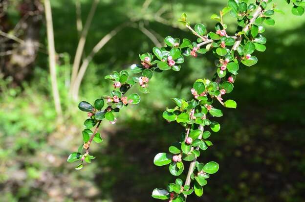 buxifolia f. Vellaea 9091