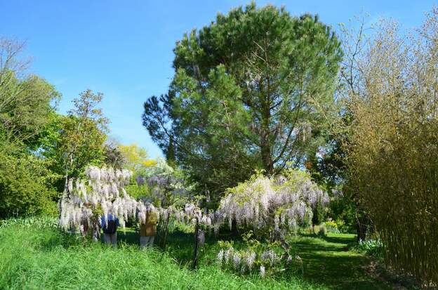 Wisteria floribunda 'Rosea' 2026 04 Elle a envahi le parasol. En revanche elle ne veut pas aller sur la partie ouest prévue pour…