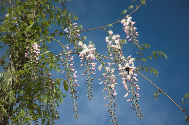 Wistaria floribunda 'Rosea' : fleur
