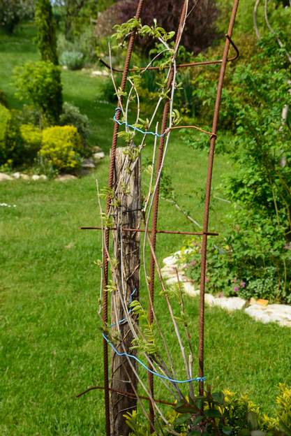 Wisteria floribunda 'Shiro Noda' 2019 Elle n'a toujours pas fleuri. Toutefois, en refaisant complètement cette partie du massif, nous l'avons mise sur un fer pour elle toute seule, alors peut-être…
