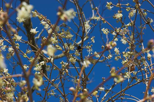 fragantissima 2 S'il fait trop froid en hiver, comme en 2012 où il a fait -15 pendant deux semaines, il n'en fleurit que de plus belle ensuite (photo de mars).