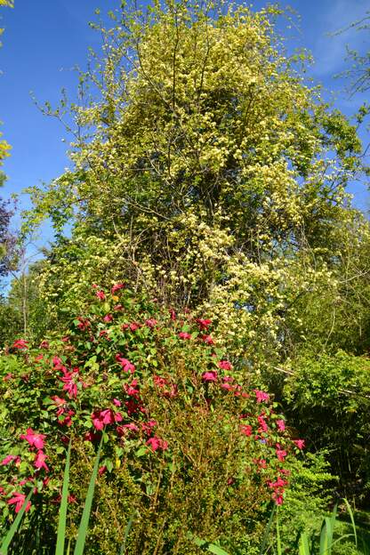 Chinensis et banks 2026