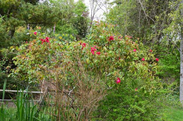 chinensis sanguinea 2026 03 30 C'est le premier rosier à fleurir, avant même les banks ! Il va continuer comme ça jusqu'en novembre décembre, le rosier le plus florifère du jardin.