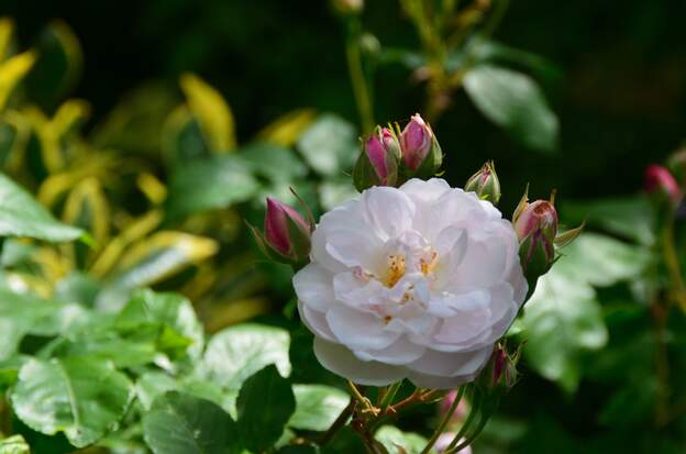 Fleur de Blush Noisette Fleur de Blush Noisette