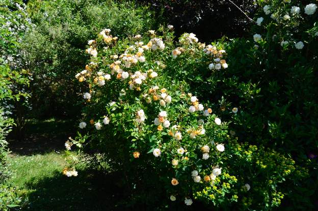 Ghislaine de Féligonde 2014 Il va bien aussi en rosier de haie. On le taille carrément à la cisaille quand il exagère.