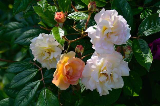 Fleur de Ghislaine Le bouton est très orange pâle, délicat, la fleur adulte est blanche, c'est ravissant avec les boutons à côté.