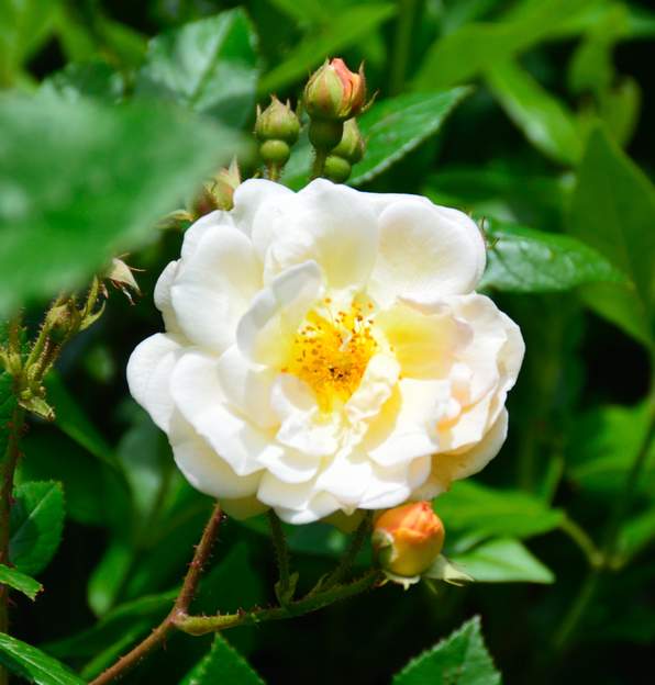 Ghislaine de Féligonde 9982 Printemps très humide, fleur splendide !