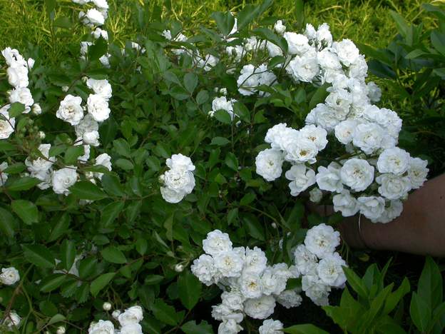 Guirlande d'Amour 2004 Un rosier Moshata de Louis Lens. Ici il a un peu de mal, parce qu'il ests particulièrement mal placé, coincé dans un buddleia nettement plus vigoureux.