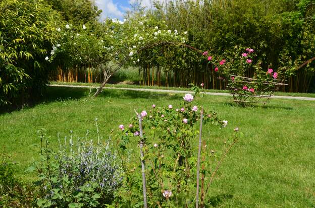 Entrée 2025 05 Bourbon 'Veriegata di Bologna' sur fond de deux grimpants, Climbing Snow Princess et Pink Cloud.
