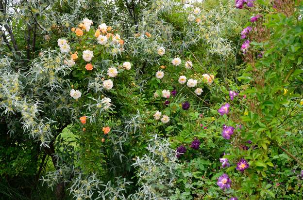 pré allemand 2019a Ghislaine de Féligonde un buisson grimpant à 2 mètres, L'Évèque , un gallique qui trace beaucoup tout en restant bas, une sorte de couvre-sol et Veilchenblau un...