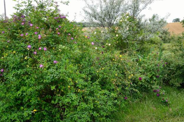 pré allemand 2020 05