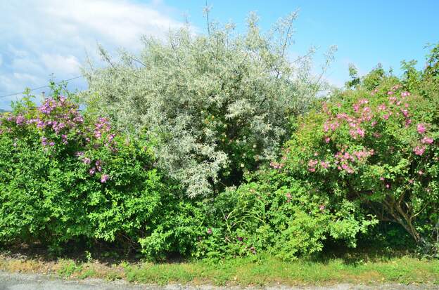 pré allemand 2025 Les même quatre plus tard.