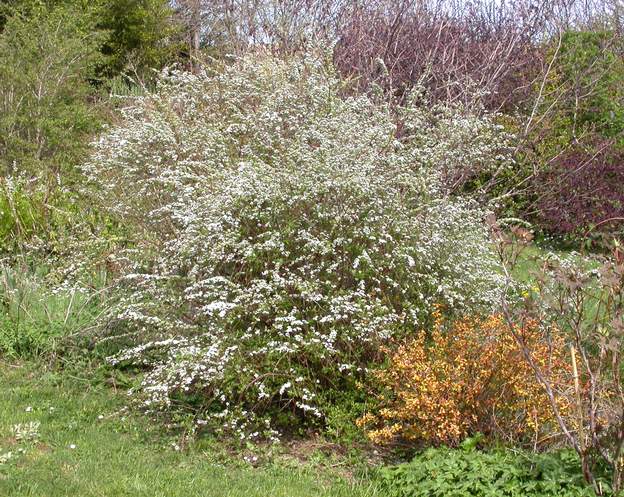 cinerea 'Grefsheim' 2006 Grande spirée blanche au printemps (début avril) Devant il y a une petite japonica 'Goldflame' qui fleurit bien plus tard.