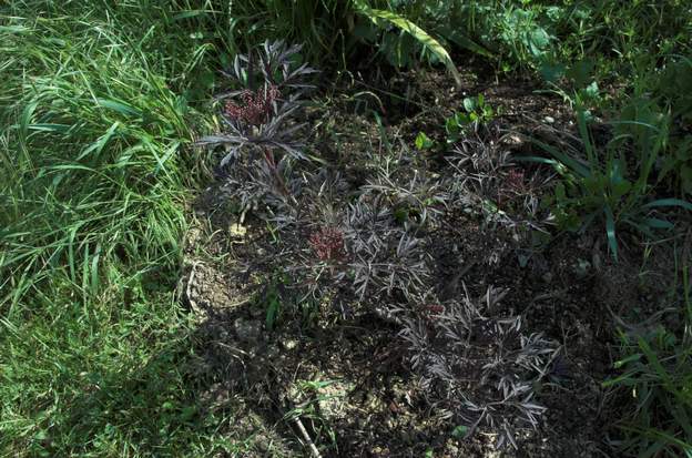 Sambucus nigra 'Black Lace' 2010 Planté en avril 2010 devant le compost, il devrait en bénéficier et le cacher rapidement. Feilles noires et très découpées. En fait il est mort rapidement. Trop...