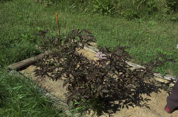 Sambucus nigra 'Purpurea' 2010a Sureau à feuilles noires simples. Planté en 2010 dans le pré de Soeren.Il a du mal.