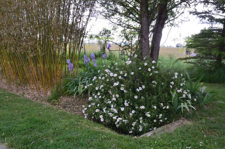 Cistes