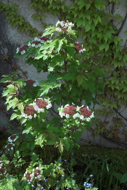 Viburnum sargentii 'Onondaga' a 2008 Elle ne se plaît qu'à la mi-ombre, et n'est pas bien vigoureuse. Plantée en 1995, elle a déjà plus de 10 ans.