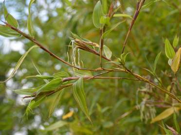 Floraison 'Castillonis'