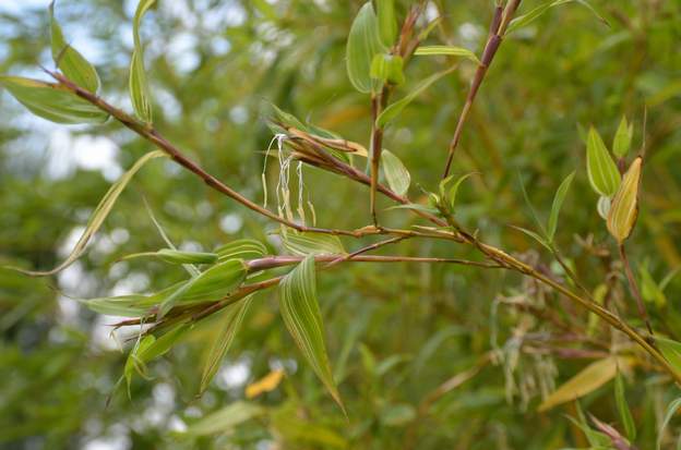 Fleurs du castillonis Les deux bambous ont fleuri en même temps.