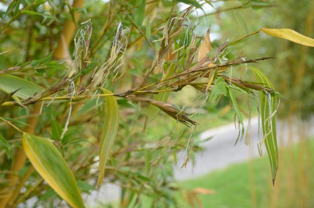 2018 06 05 (3) Tous les chaumes ne sont pas porteurs de fleurs.