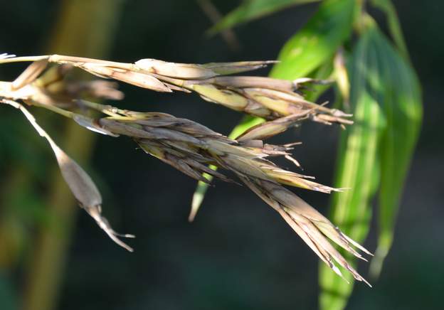 2018 08 11b Pas de fruit du tout.