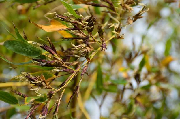 2019 04 20 Ils remettent ça en 2019. Mais cette année presque tous les chaumes sont fleuris.