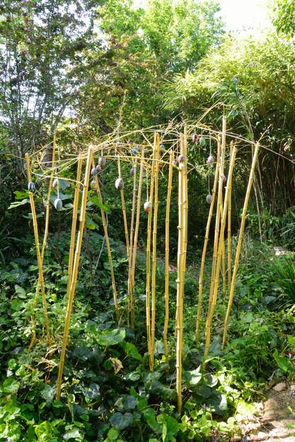 2022 05 Nous avons coupé en début d'année tous les chaumes dans les deux endroits. Ici, à l'est, Martine en a fait un champs d'ufs.