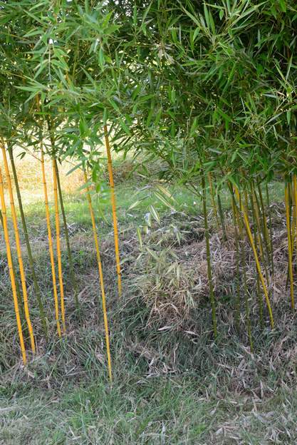 2022 07 À l'entrée du jardin, il repart vaguement, à voir. C'est tout vu : en 2023 il a disparu complétement. Il reste UN chaume de 20 cm de haut que je laisse en...