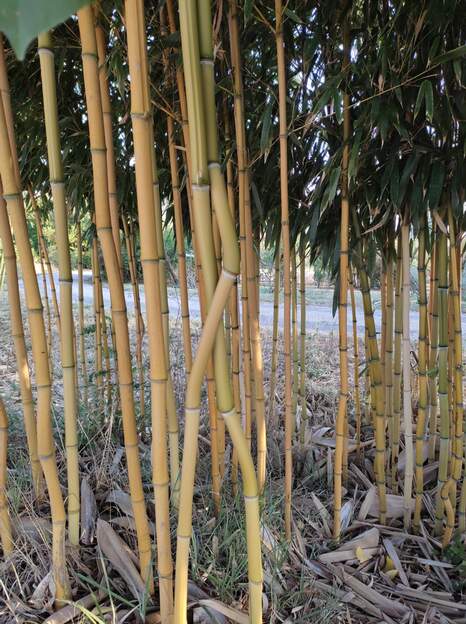 phyllostachys aureosulcata 'aureocaulis' 2025 08 Les amoureux.