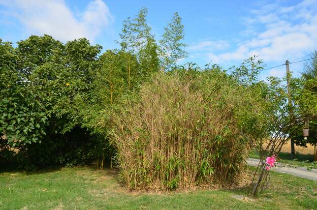 Cabane 2025 09 Les bambous n'ont pas du tout apprécié trois mois de sécheresse, je ne sais pas ce que ça va donner au printemps.